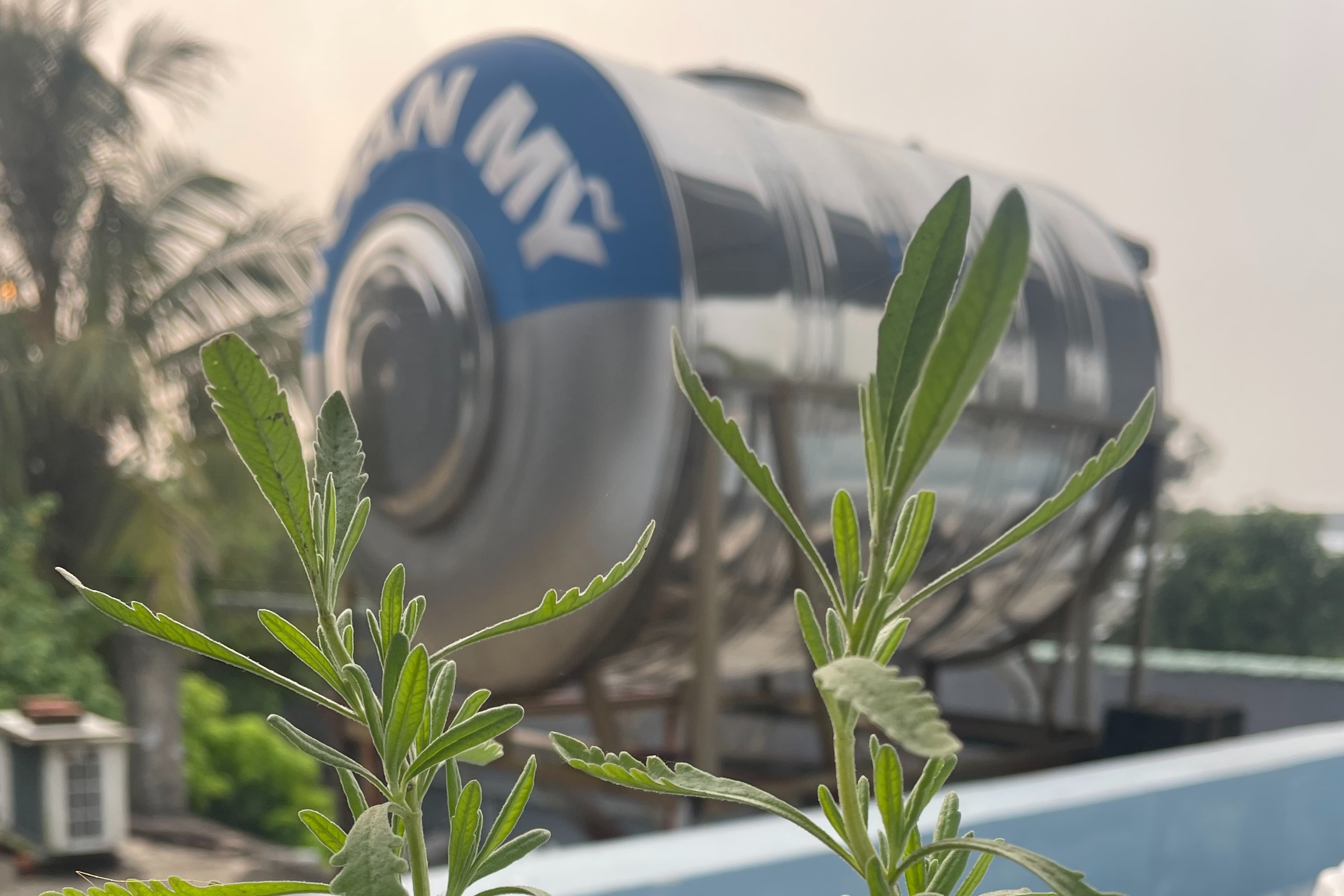 Coeliac Disease 04012026